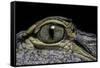 Alligator Mississippiensis (American Alligator) - Eye-Paul Starosta-Framed Stretched Canvas