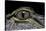 Alligator Mississippiensis (American Alligator) - Eye-Paul Starosta-Stretched Canvas