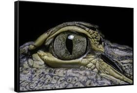 Alligator Mississippiensis (American Alligator) - Eye-Paul Starosta-Framed Stretched Canvas