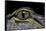 Alligator Mississippiensis (American Alligator) - Eye-Paul Starosta-Framed Stretched Canvas
