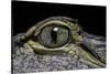 Alligator Mississippiensis (American Alligator) - Eye-Paul Starosta-Stretched Canvas