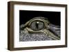 Alligator Mississippiensis (American Alligator) - Eye-Paul Starosta-Framed Premium Photographic Print