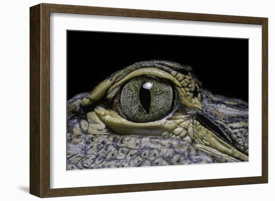 Alligator Mississippiensis (American Alligator) - Eye-Paul Starosta-Framed Photographic Print