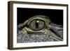 Alligator Mississippiensis (American Alligator) - Eye-Paul Starosta-Framed Photographic Print