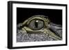 Alligator Mississippiensis (American Alligator) - Eye-Paul Starosta-Framed Photographic Print