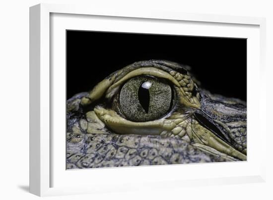 Alligator Mississippiensis (American Alligator) - Eye-Paul Starosta-Framed Photographic Print