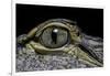 Alligator Mississippiensis (American Alligator) - Eye-Paul Starosta-Framed Photographic Print