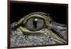 Alligator Mississippiensis (American Alligator) - Eye-Paul Starosta-Framed Photographic Print