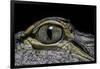 Alligator Mississippiensis (American Alligator) - Eye-Paul Starosta-Framed Photographic Print