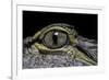 Alligator Mississippiensis (American Alligator) - Eye-Paul Starosta-Framed Photographic Print