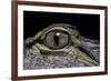 Alligator Mississippiensis (American Alligator) - Eye-Paul Starosta-Framed Photographic Print