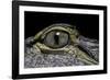 Alligator Mississippiensis (American Alligator) - Eye-Paul Starosta-Framed Photographic Print