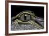 Alligator Mississippiensis (American Alligator) - Eye-Paul Starosta-Framed Photographic Print