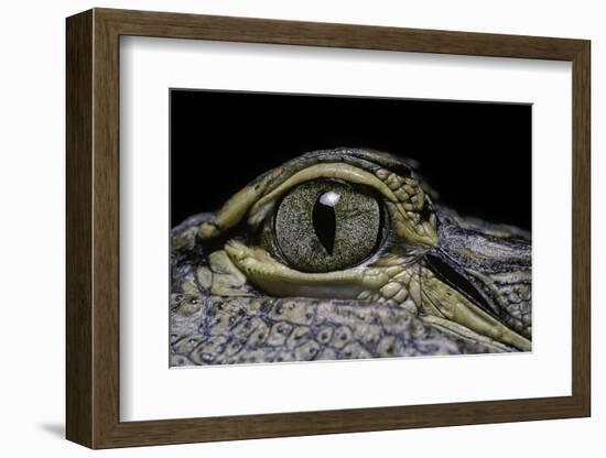 Alligator Mississippiensis (American Alligator) - Eye-Paul Starosta-Framed Photographic Print