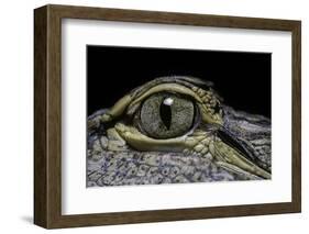 Alligator Mississippiensis (American Alligator) - Eye-Paul Starosta-Framed Photographic Print