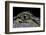 Alligator Mississippiensis (American Alligator) - Eye-Paul Starosta-Framed Photographic Print