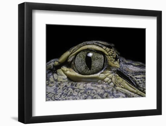 Alligator Mississippiensis (American Alligator) - Eye-Paul Starosta-Framed Photographic Print