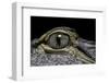 Alligator Mississippiensis (American Alligator) - Eye-Paul Starosta-Framed Photographic Print