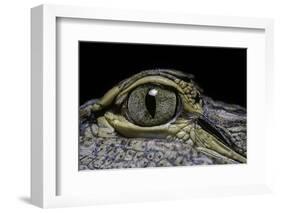 Alligator Mississippiensis (American Alligator) - Eye-Paul Starosta-Framed Photographic Print