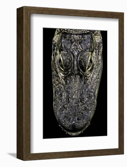 Alligator Mississippiensis (American Alligator) - Snout-Paul Starosta-Framed Photographic Print