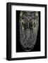 Alligator Mississippiensis (American Alligator) - Snout-Paul Starosta-Framed Photographic Print