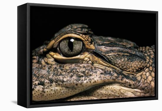 Alligator Mississippiensis (American Alligator)-Paul Starosta-Framed Stretched Canvas