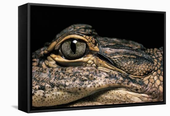 Alligator Mississippiensis (American Alligator)-Paul Starosta-Framed Stretched Canvas