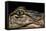 Alligator Mississippiensis (American Alligator)-Paul Starosta-Framed Stretched Canvas