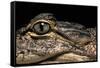 Alligator Mississippiensis (American Alligator)-Paul Starosta-Framed Stretched Canvas