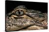 Alligator Mississippiensis (American Alligator)-Paul Starosta-Stretched Canvas