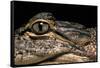 Alligator Mississippiensis (American Alligator)-Paul Starosta-Framed Stretched Canvas