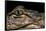 Alligator Mississippiensis (American Alligator)-Paul Starosta-Framed Stretched Canvas