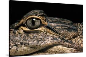 Alligator Mississippiensis (American Alligator)-Paul Starosta-Stretched Canvas