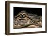 Alligator Mississippiensis (American Alligator)-Paul Starosta-Framed Premium Photographic Print