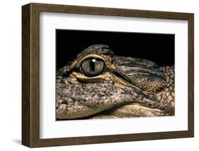 Alligator Mississippiensis (American Alligator)-Paul Starosta-Framed Photographic Print