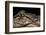 Alligator Mississippiensis (American Alligator)-Paul Starosta-Framed Photographic Print