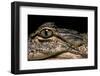 Alligator Mississippiensis (American Alligator)-Paul Starosta-Framed Photographic Print