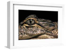 Alligator Mississippiensis (American Alligator)-Paul Starosta-Framed Photographic Print