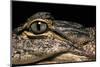 Alligator Mississippiensis (American Alligator)-Paul Starosta-Mounted Photographic Print