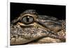 Alligator Mississippiensis (American Alligator)-Paul Starosta-Framed Photographic Print