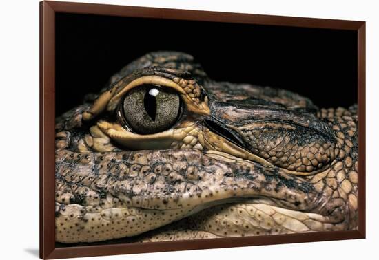 Alligator Mississippiensis (American Alligator)-Paul Starosta-Framed Photographic Print