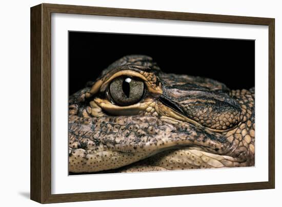 Alligator Mississippiensis (American Alligator)-Paul Starosta-Framed Photographic Print