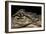 Alligator Mississippiensis (American Alligator)-Paul Starosta-Framed Photographic Print