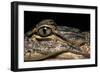 Alligator Mississippiensis (American Alligator)-Paul Starosta-Framed Photographic Print