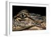 Alligator Mississippiensis (American Alligator)-Paul Starosta-Framed Photographic Print