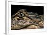 Alligator Mississippiensis (American Alligator)-Paul Starosta-Framed Photographic Print