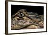 Alligator Mississippiensis (American Alligator)-Paul Starosta-Framed Photographic Print