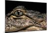 Alligator Mississippiensis (American Alligator)-Paul Starosta-Mounted Photographic Print