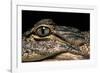 Alligator Mississippiensis (American Alligator)-Paul Starosta-Framed Photographic Print