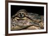 Alligator Mississippiensis (American Alligator)-Paul Starosta-Framed Photographic Print